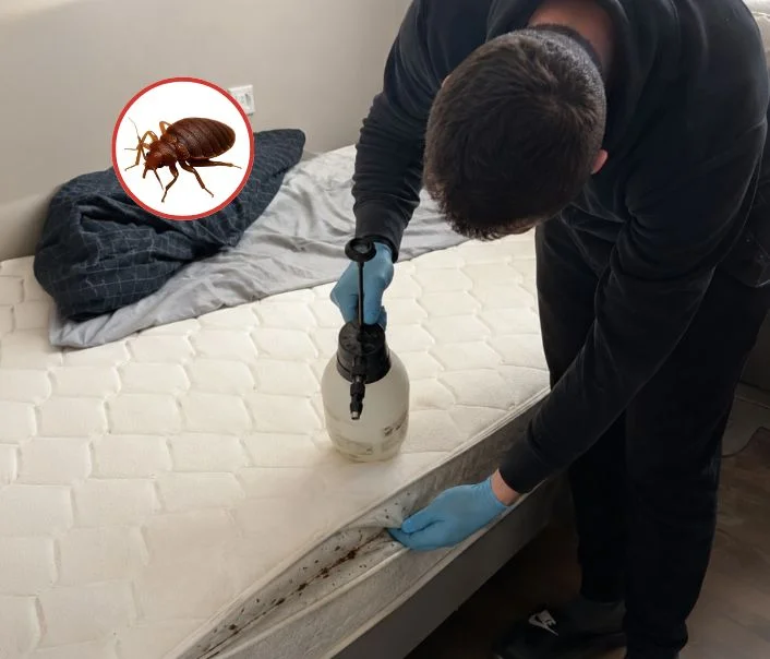 Technicien traitant un matelas contre les punaises de lit à Condé-Sainte-Libiaire